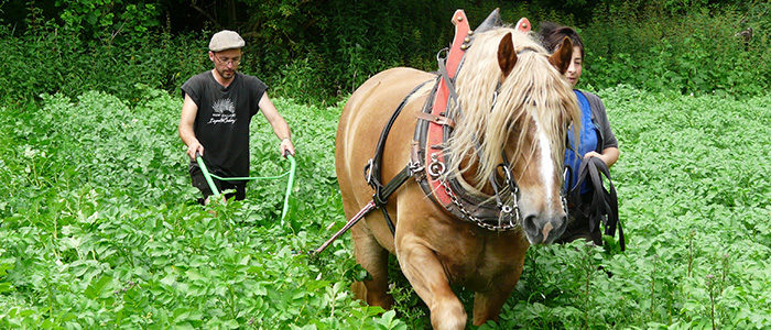 Organic farming in Bienenwerder (Müncheberg / Germany)